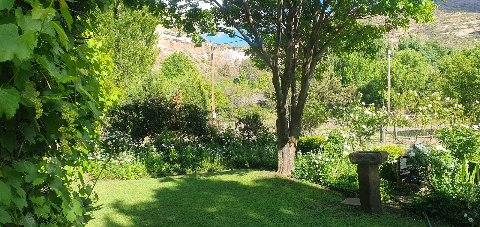 Summer garden